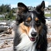 OneIslandDog