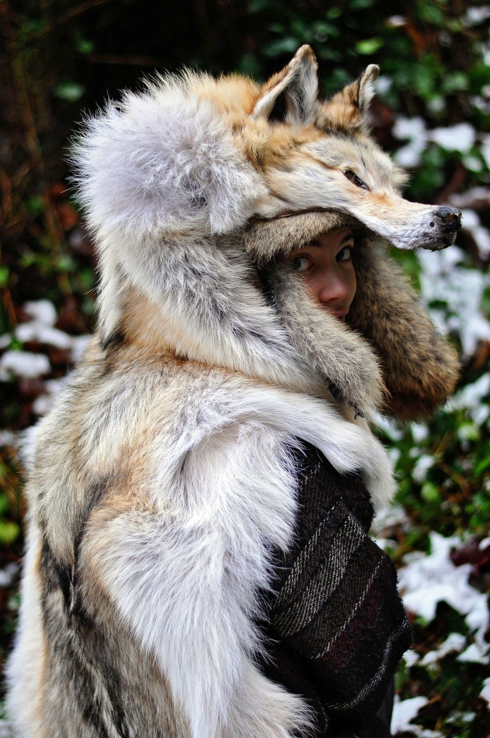 RESERVED Full Pelt Genuine Red Arctic Wolf By NaturePunk On Etsy   Il Fullxfull.321046150 