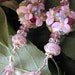 Izabel's Victorian Inspired Earrings with Artisan Floral Lampwork Beads and Sterling Silver