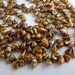 Keishi Pearl Earth Tone Brown Dark Bronze 6mm 7mm Full Strand Top Drilled