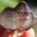 Super Seven Smoky Amethyst Elestial Quartz Crystal Specimen
