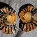 A Pair of Ammonites From Madagascar