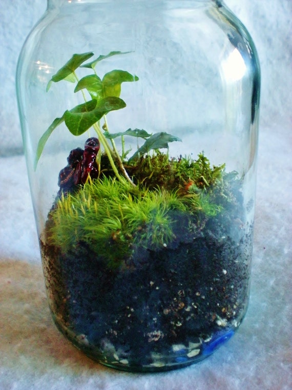 Zen Terrarium Mason Jar Fairy Garden Fern Mood Moss Ivy