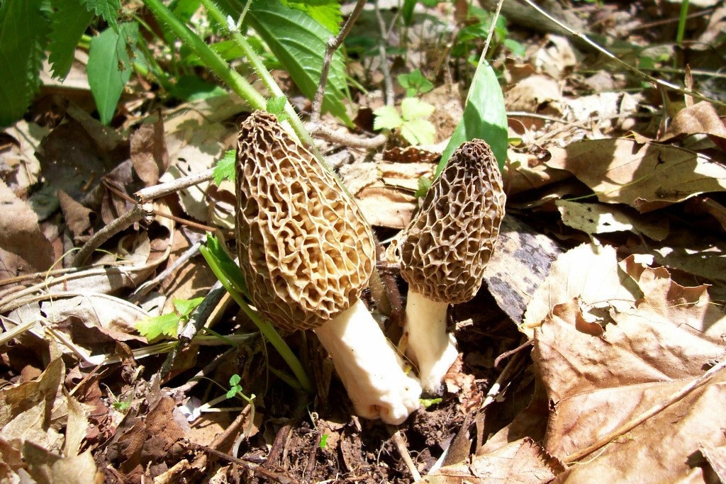 Morel Mushrooms Original WV Photography Framed