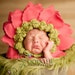 Ready to Ship... Lime with Dark Pink Petals Gerber Daisy Bonnet newborn baby prop flower hat .. Wonderful for keepsake portraits & props