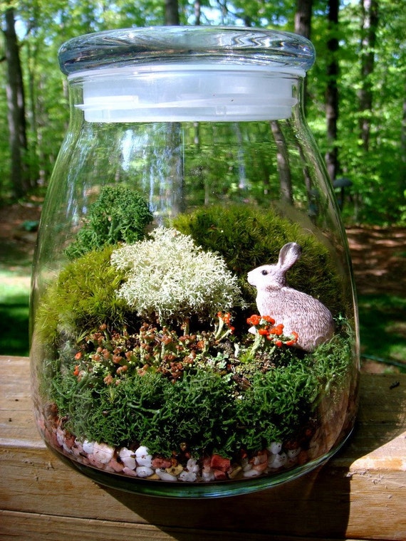 Extra Large VIBE JAR Terrarium Moss and Lichen Bunny
