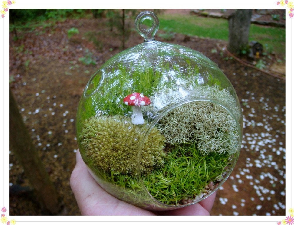 MIXED MOSS HANGING BUBBLE TERRARIUM