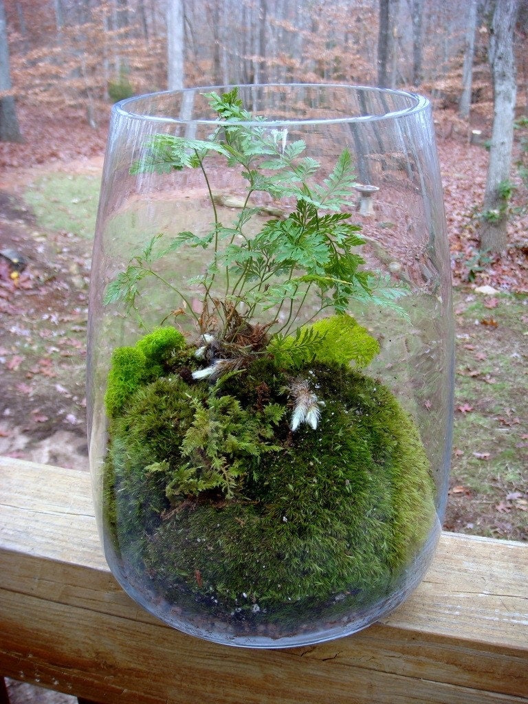 Hurricane Vase Terrarium Rabbits Foot Fern Moss. Terrariums