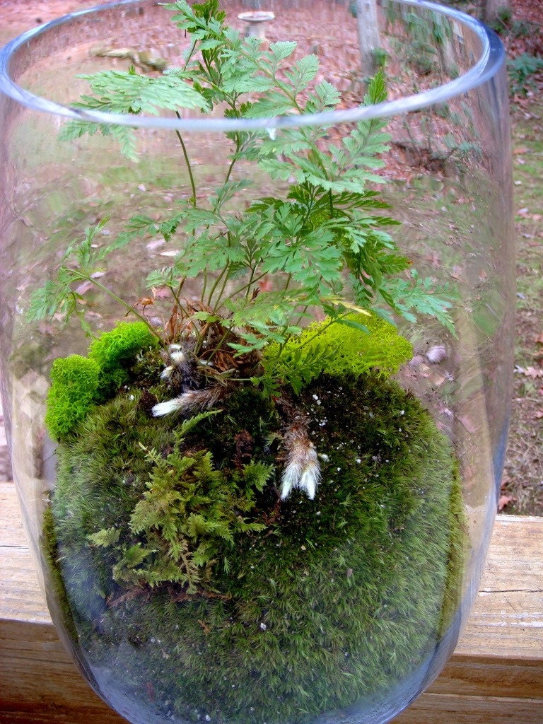 Hurricane Vase Terrarium Rabbits Foot Fern Moss. Terrariums