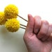Spring Pom Pom Flowers in Mustard / Yellow Billy Balls / Billy Button Bouquet
