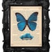FREE SHIPPING WORLDWIDE BLUE BUTTERFLY AND ROSES PRINT Summertime Blues on a Vintage 1883 Book Page