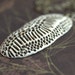 Skin once shed. A rustic porcelain pendant with scaled texture.