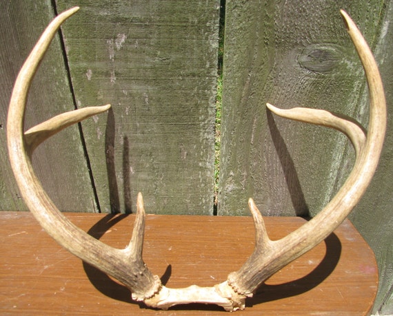 Vintage Deer Antlers 6 points Trophy Mount Buck antler Rack