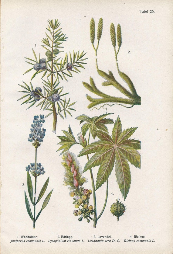 Download Vintage Botanical Illustration 1920s Juniper Lavender