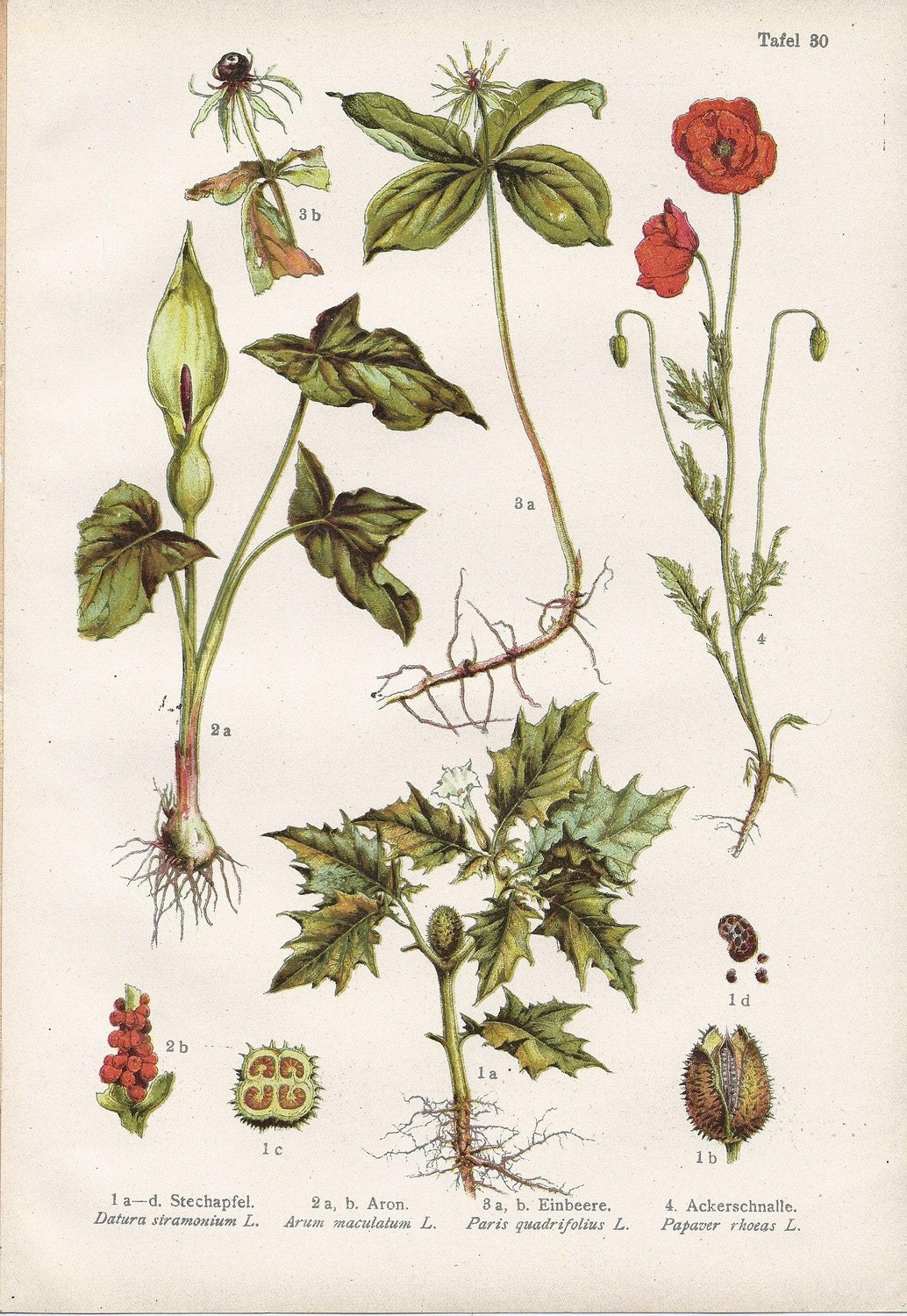 Vintage Botanical Illustration 1920s Datura Oneberry Acker