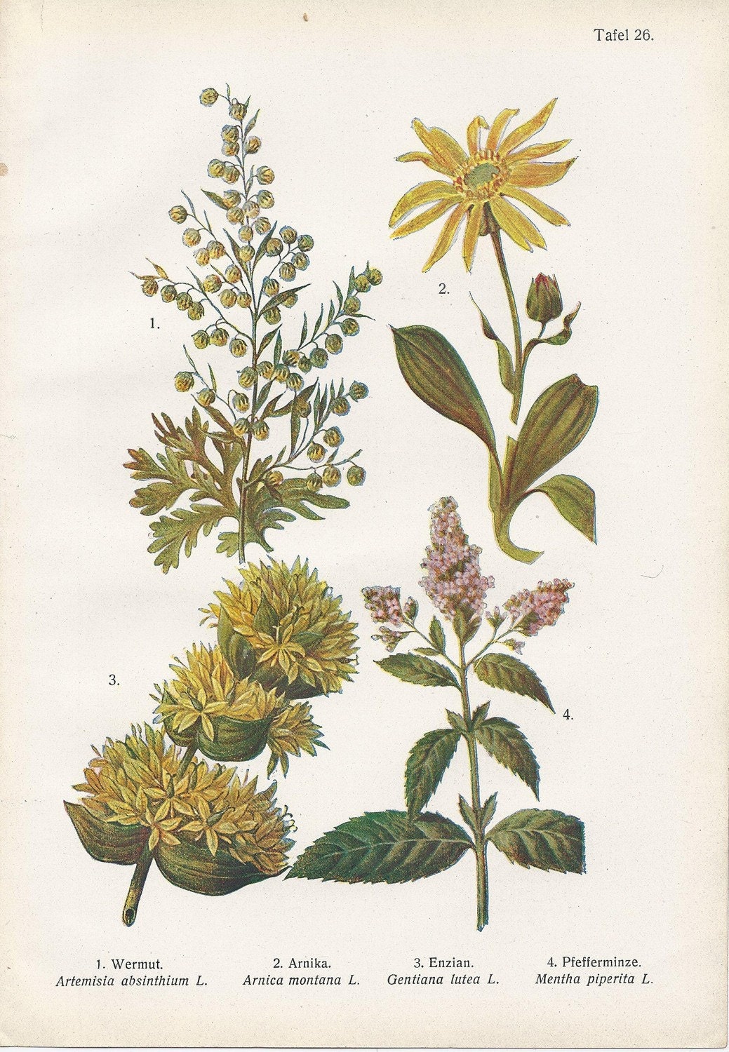 Vintage Botanical Illustration 1920s Wormwood Peppermint