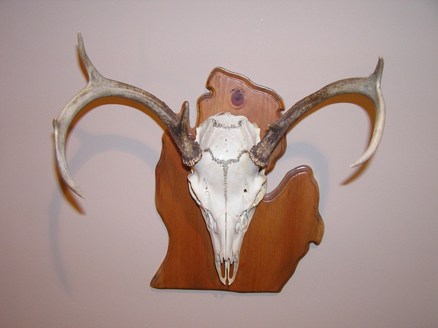 Cherry Wood Michigan Plaque for European Deer Head Mount