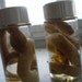 LAST ONE Vintage Rattler Taxidermy Religious Curio Educational Wet Specimen Preservation Spirit