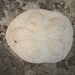 CLEARANCE Super Size Me Sea Biscuit Sand Dollar Baby Ocean Water Sea Real Taxidermy Religious Educational Magic Spell