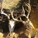Eight Point Deer Antlers Perfect Skull for Collection Gift Arts Crafts Religious Ceremonies