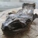 CLEARANCE - Cruelty Free Mummified Amphibian Toad Reptile Taxidermy Religious Educational magic Spell