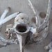 Reserved Angelina -- Cruelty Free Miscellaneous bones Lot Ribcage Ribs Taxidermy Religious Educational Magic Spell