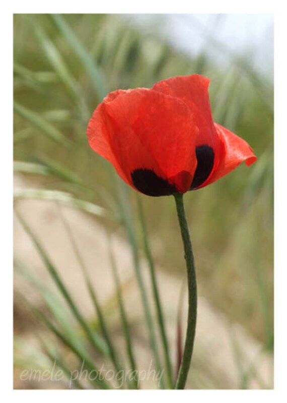 Items similar to Poppy Wild Flower Photo Print - 5x7 inches on Etsy