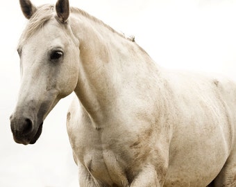 White Horse Photo, Monochromatic Photography, White Beauty, Fine Art Equestrian Photography