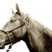 Modern Horse Photography, Horse and Halter Portrait, 8x10 sepia photograph