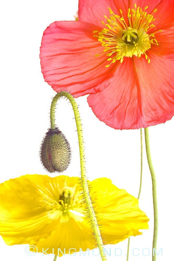 Items similar to Orange and Yellow Arctic Poppies on White fine art