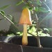 Tall Yellow Mushroom for potted plants or terrarium (Ready to Ship)