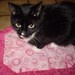 Catnip Crinkle Mat Toy Bed Dot Circle Print with Fringe for cats and ferrets Recycled
