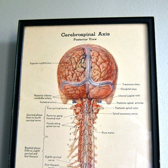 Anatomical Diagram of the Brain and Spinal by ...