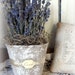 Lavender Bouquet-French