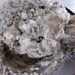 Polypay Suffolks Cross Raw Unwashed Sheep Wool by the pound Fleece Number 704