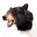 taxidermy black bear head mount