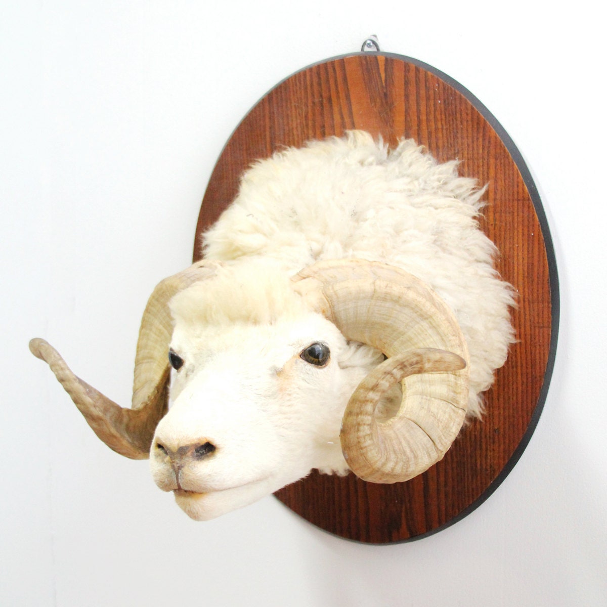 vintage big horn sheep mounted taxidermy