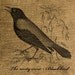 Vintage Blackbird Illustration - Download and Print - Image Transfer for Tote Bags, Pillows, Tea Towels and More - Digital Sheet by Room29 - Sheet no. 065