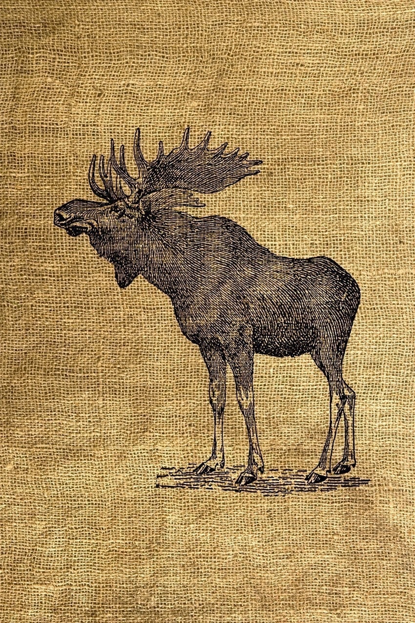 Vintage Moose 34