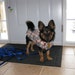 Dog Coat - Barkberry Plaid Homespun Cotton and Fleece Dog Coat- Medium- 16-18 Inch Back Length - Or Custom Size