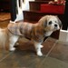 Dog Coat - London Plaid and Fleece Dog Coat- Medium- 16-18 Inch Back Length - Or Custom Size