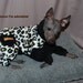 Fur Buddy Original Design Fleece Jogger in Animal print with cowl.