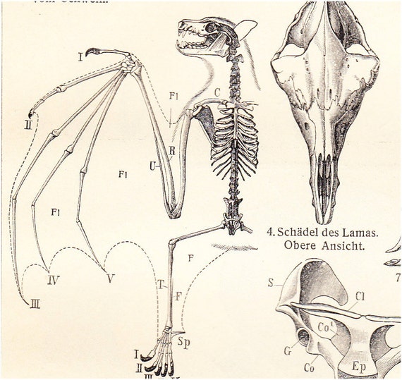 1908 Antique ANIMAL ANATOMY print body parts of mamals bat