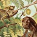 1894 Antique CHAMALEON print, Tropical Chamaleons in the Jungle, HERPETOLOGY fine lithograph