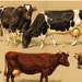 1908 edwardian COW lithograph of cows and bulls of different breeds in brown tones. Antique fine lithograph