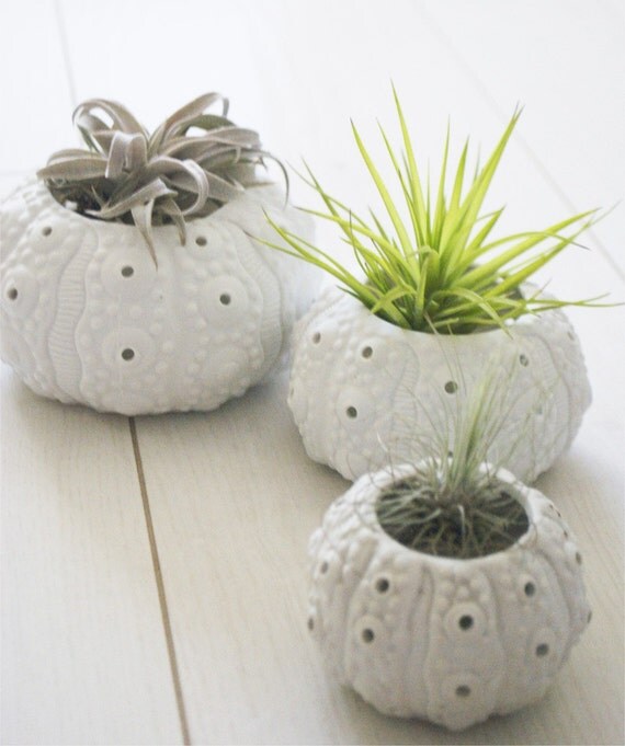 Large Seashell Vase Arrangement // Air Plant Included