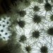 LIVE LAMP // Tillandsia Air Plant Globe