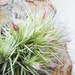 Blooming Spring //Pink Air Plant Cluster