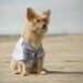 The Spectator Dog Jacket