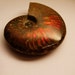 Ammonite fossil - AA specimen - Full Amazing iridescent - .72mm x 57mm x 20mm
